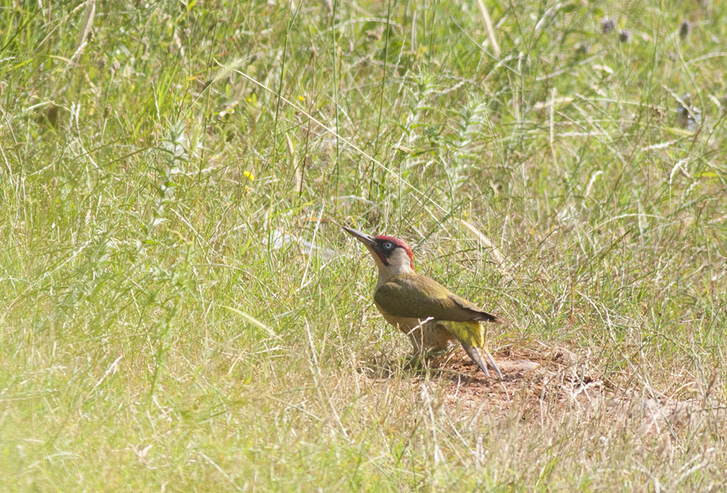 European Green Woodpecker