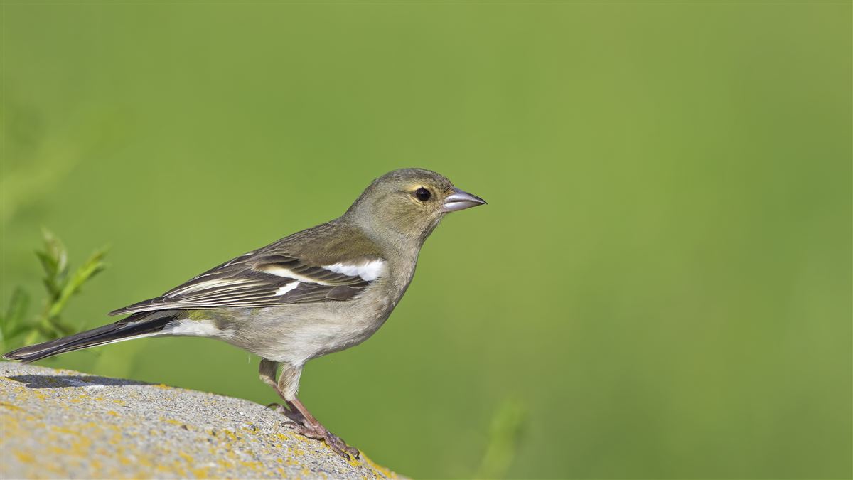 Eurasian Chaffinch