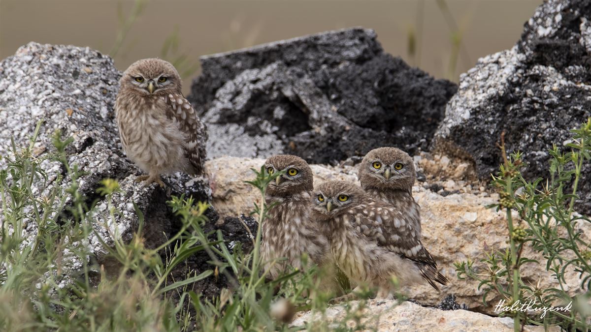 Little Owl