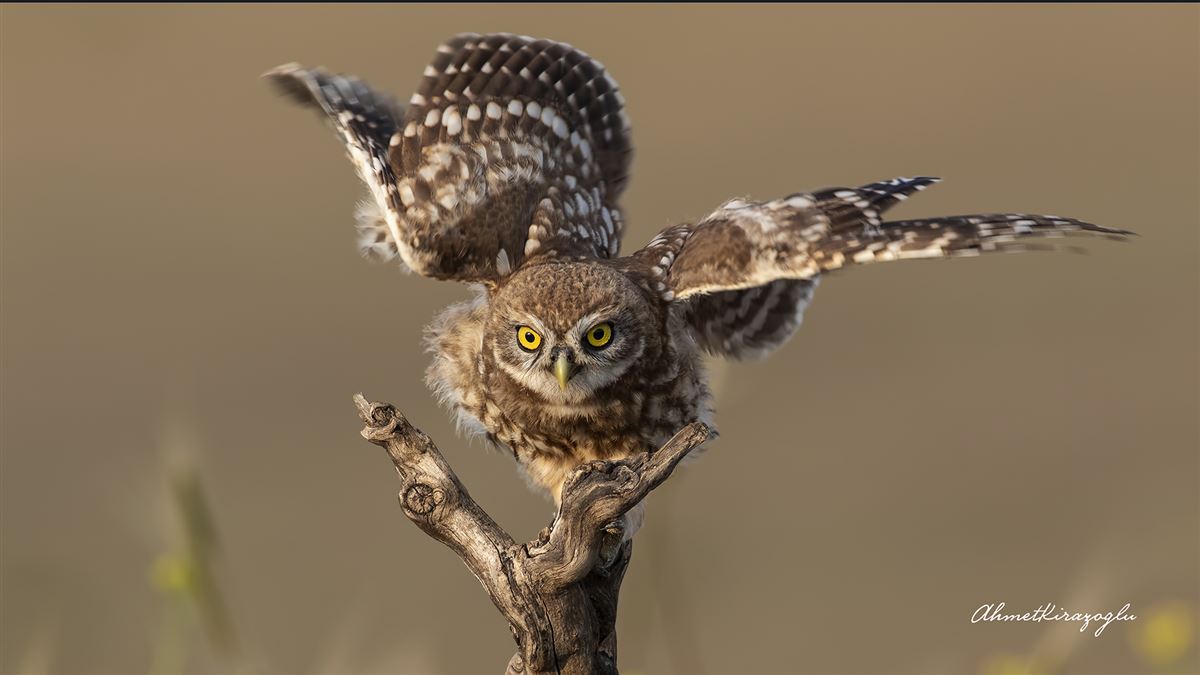Little Owl
