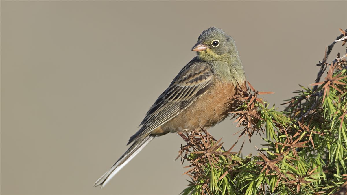 Ortolan Bunting