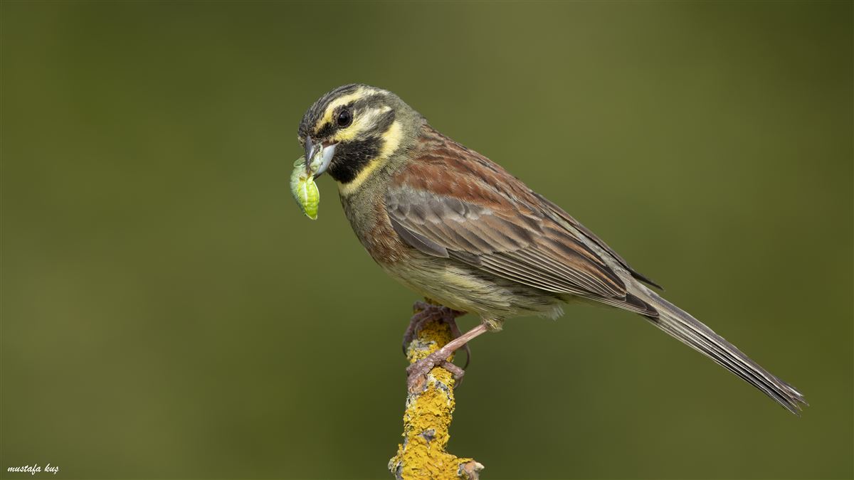 Cirl Bunting