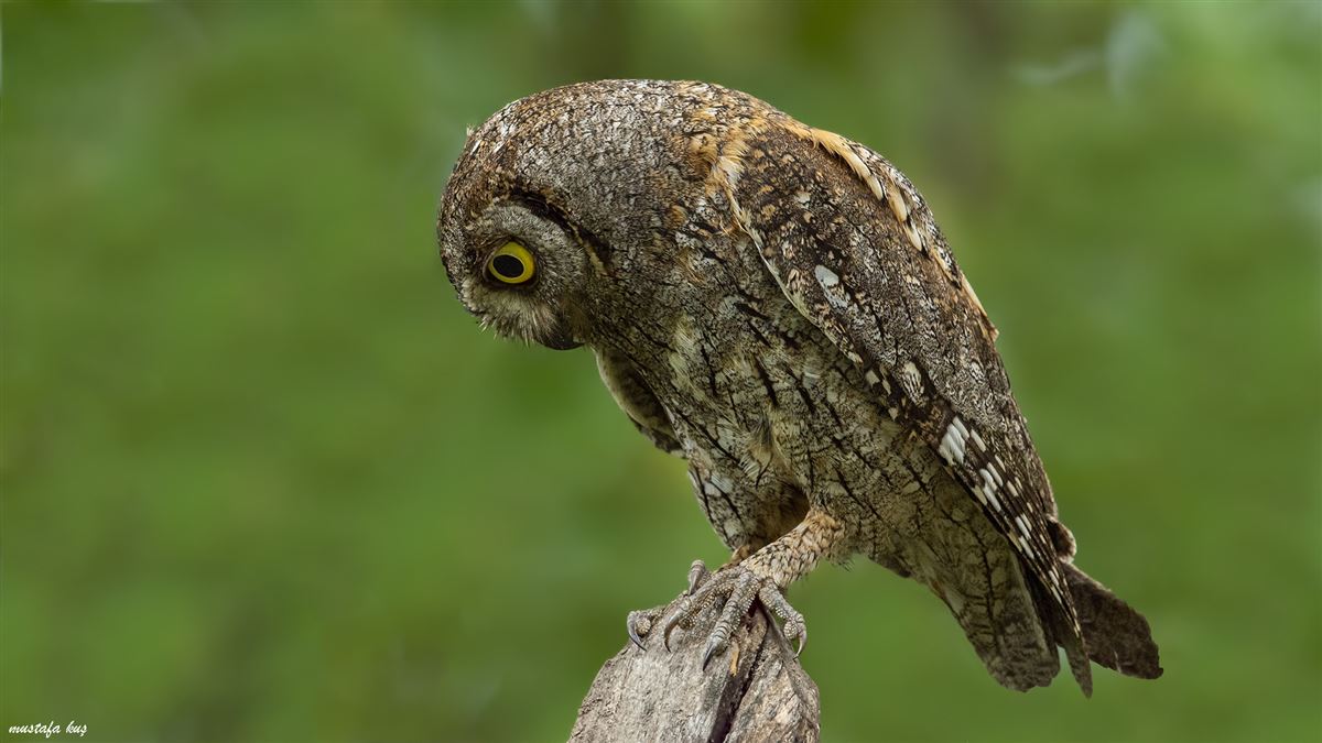 Eurasian Scops Owl