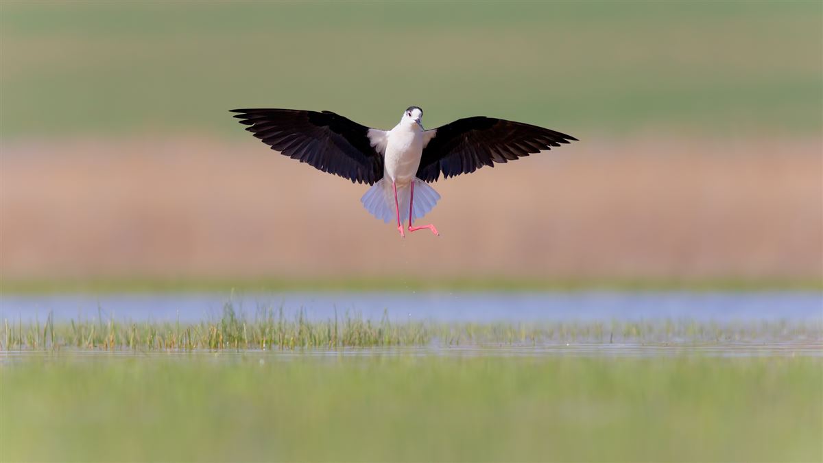 Black-winged Stilt