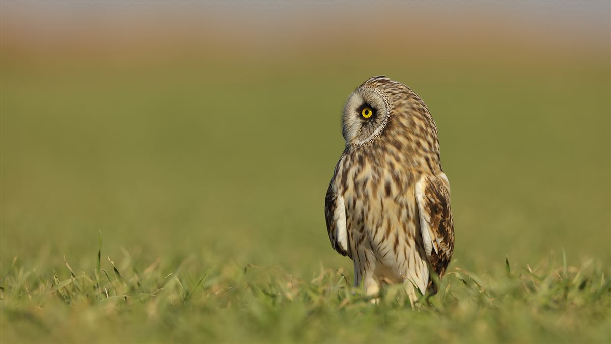 Short-eared Owl