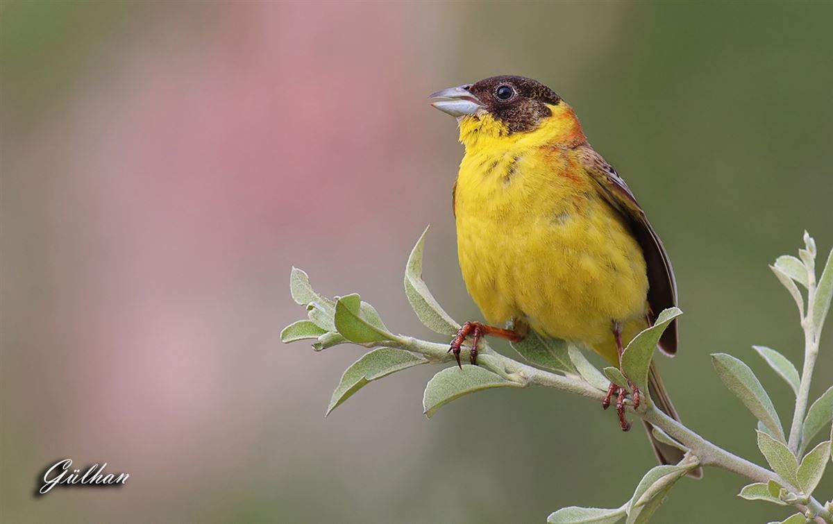 Black-headed Bunting