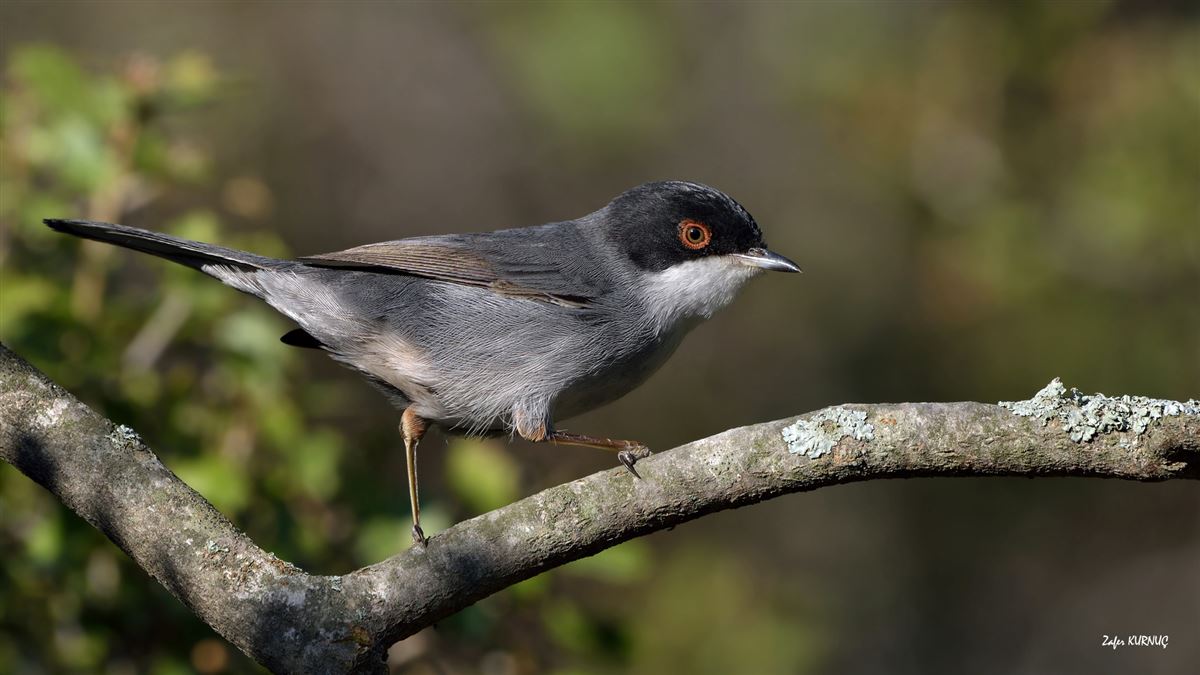 Sardinian Warbler