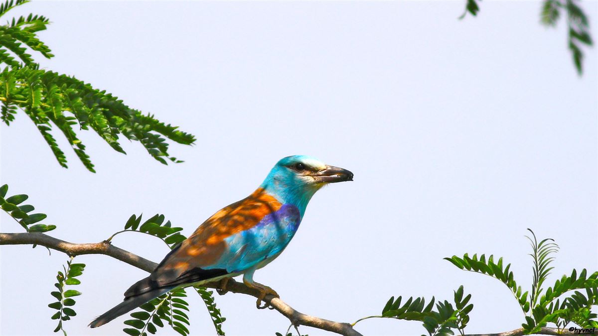 European Roller