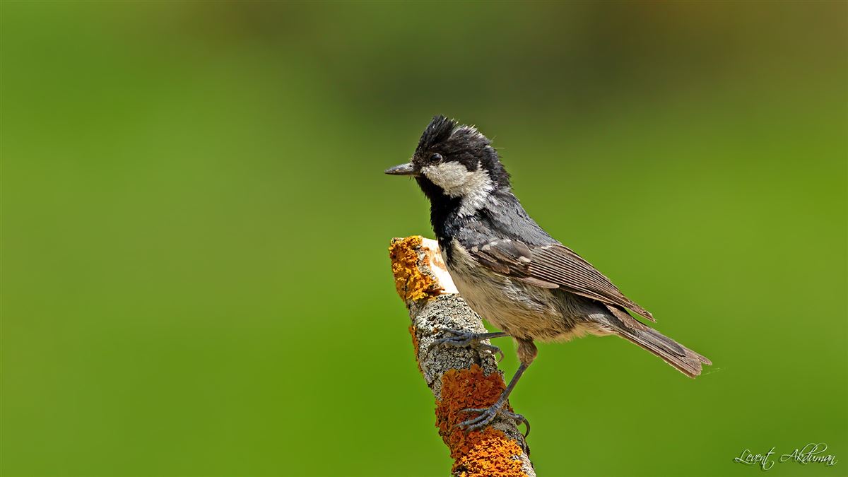 Coal Tit
