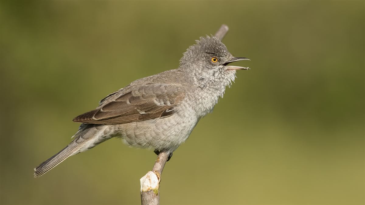 Barred Warbler