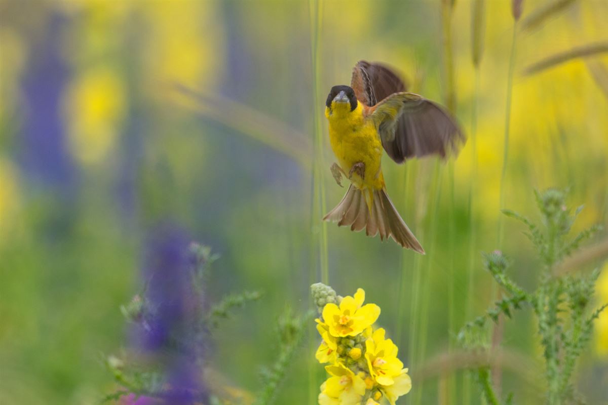 Black-headed Bunting