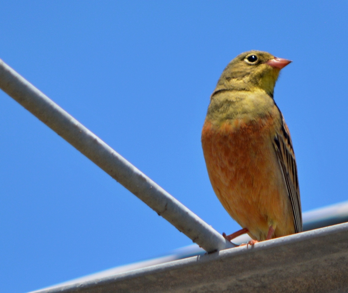 Ortolan Bunting