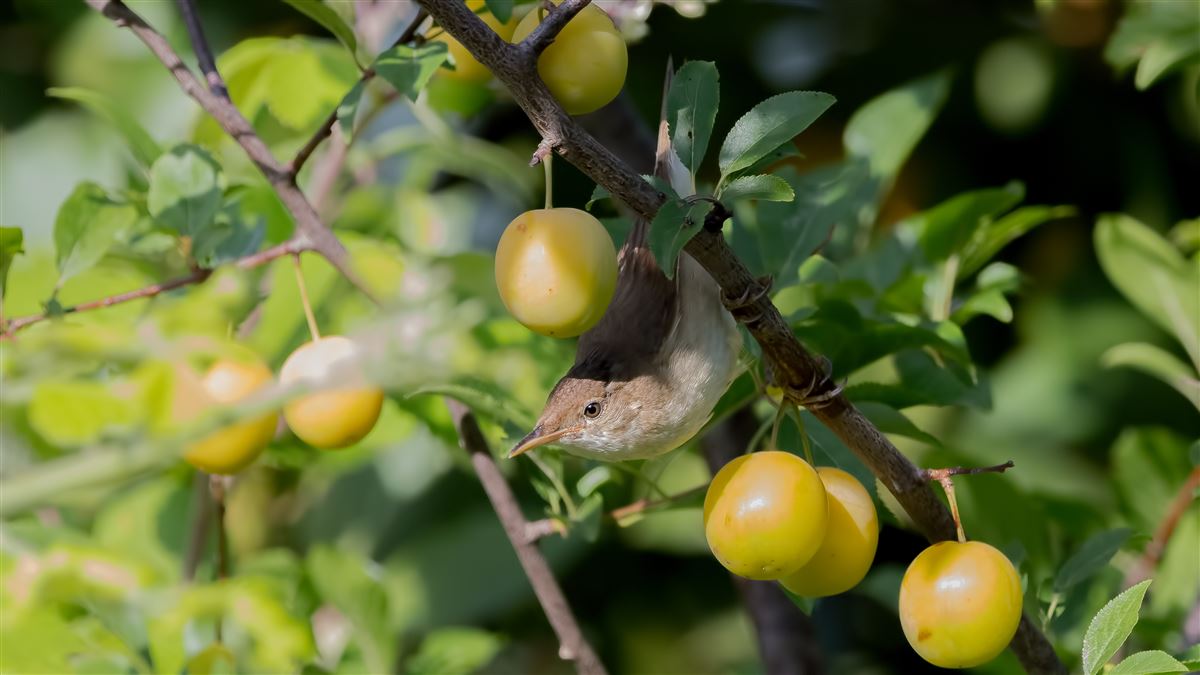Common Reed Warbler