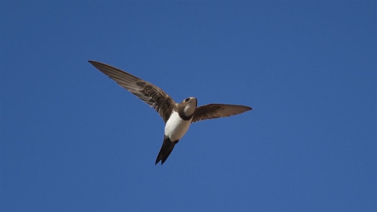 Alpine Swift