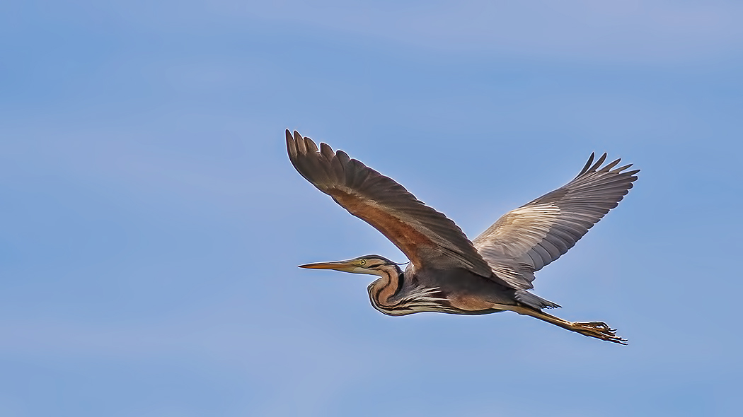 Purple Heron