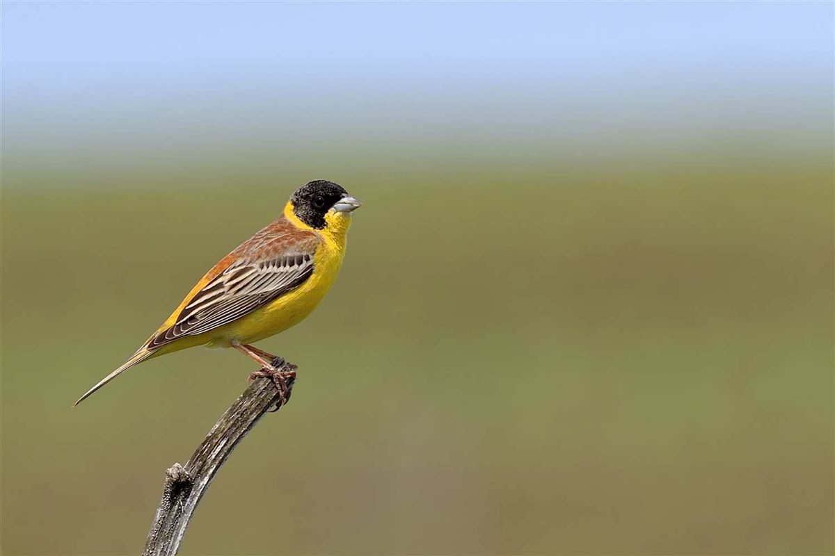 Black-headed Bunting