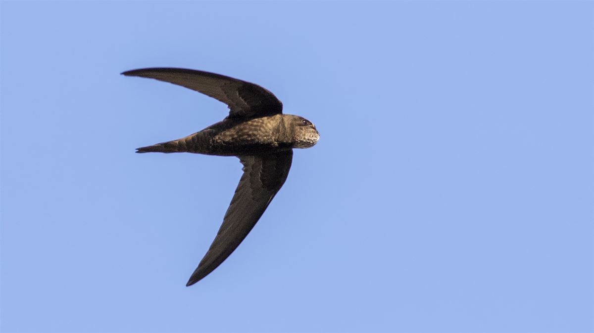 Common Swift