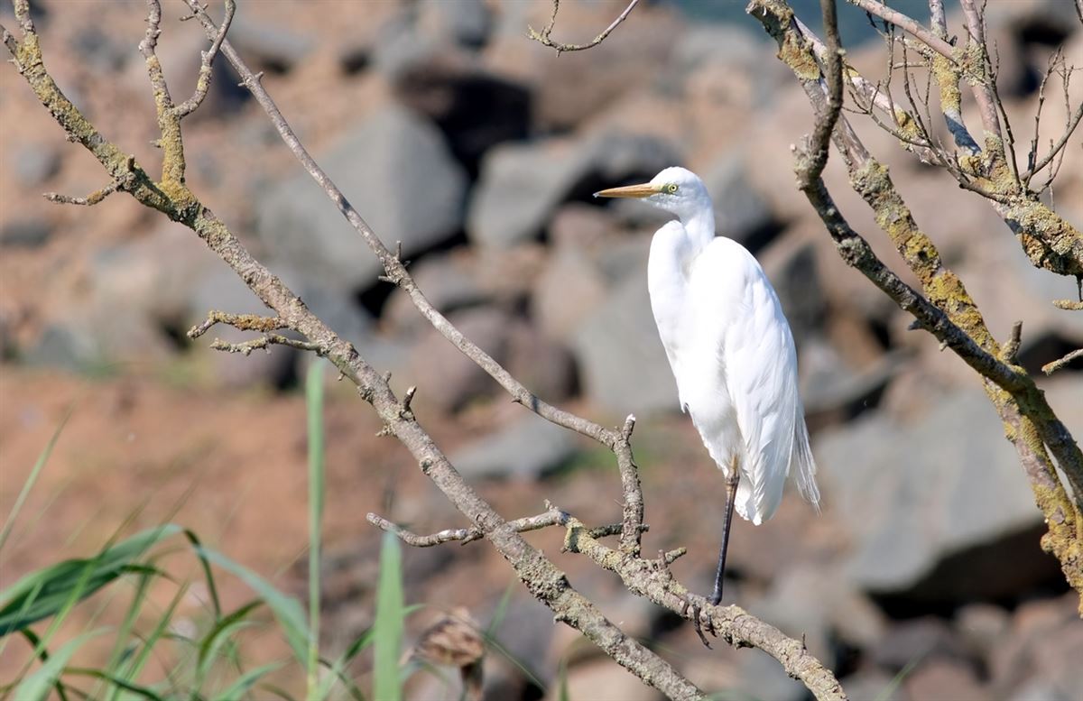 Great Egret