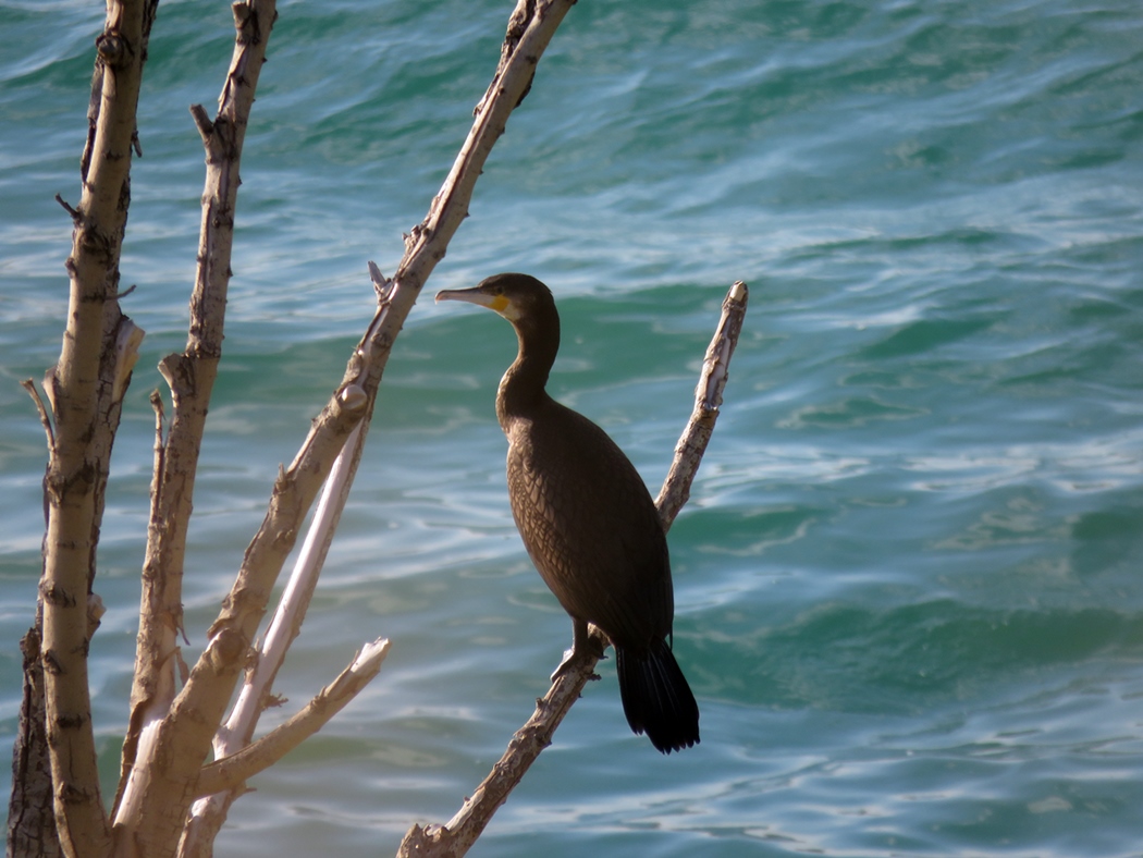Great Cormorant