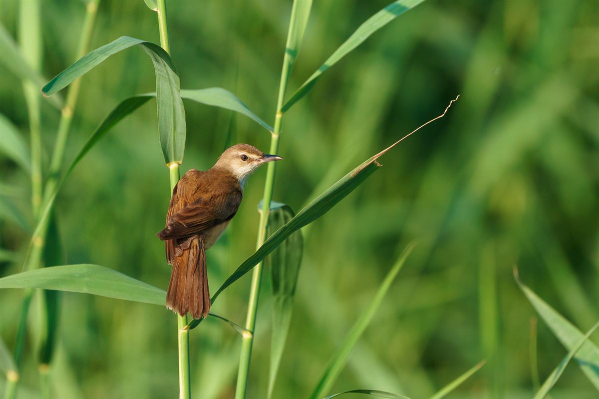 Great Reed Warbler