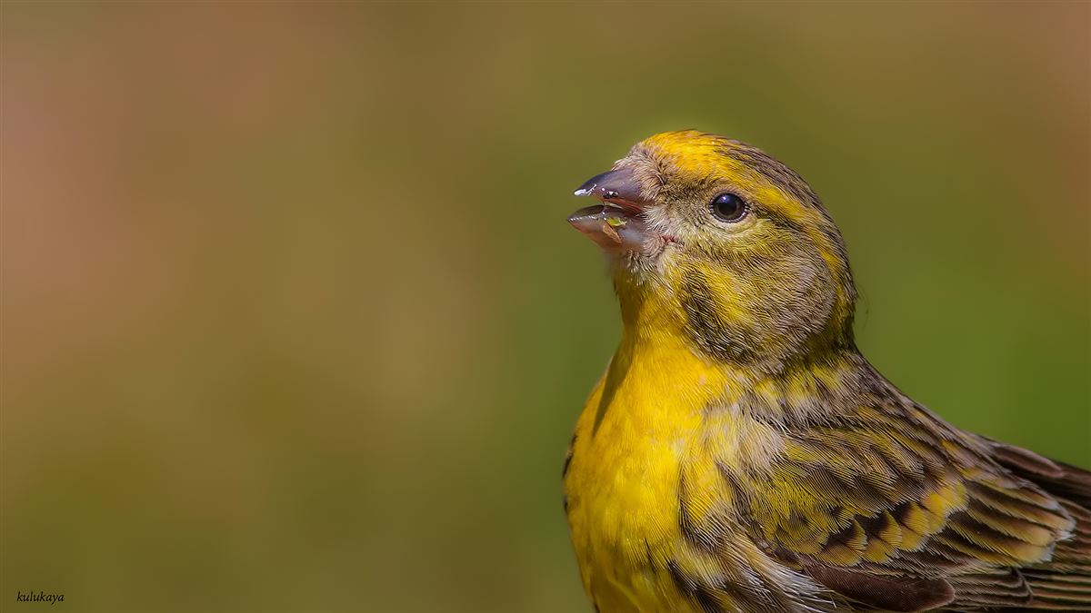 European Serin