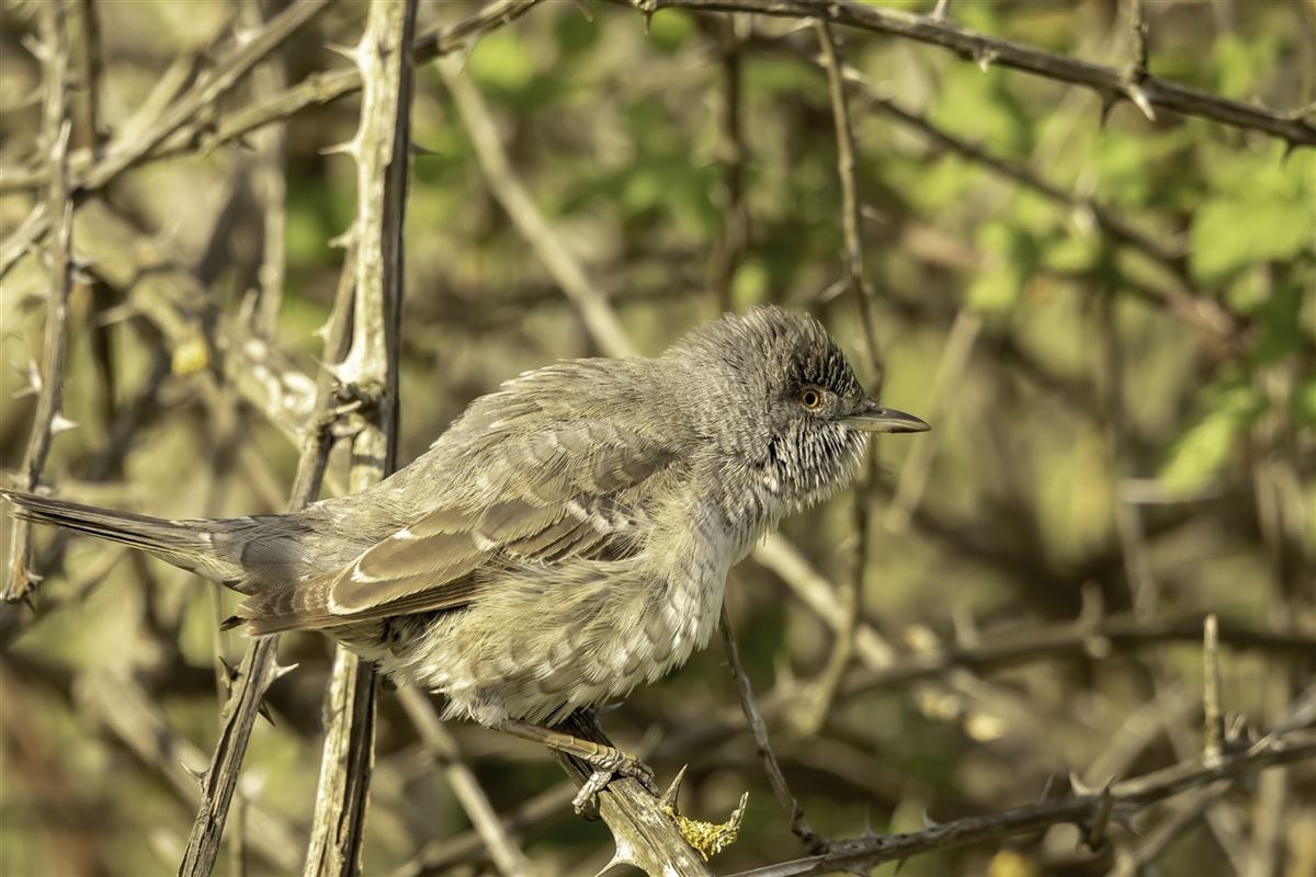 Barred Warbler