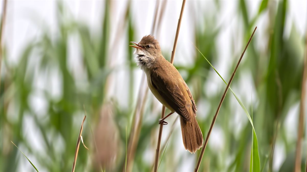 Great Reed Warbler