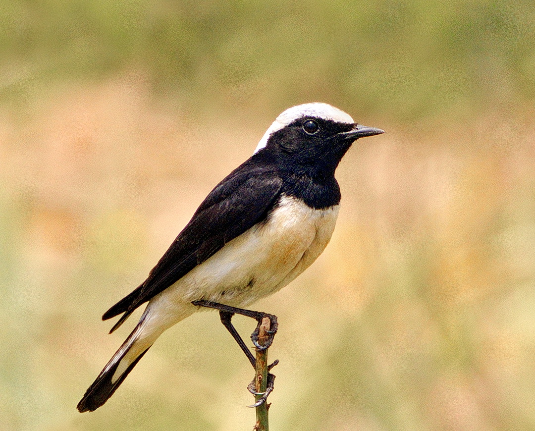 Cyprus Wheatear