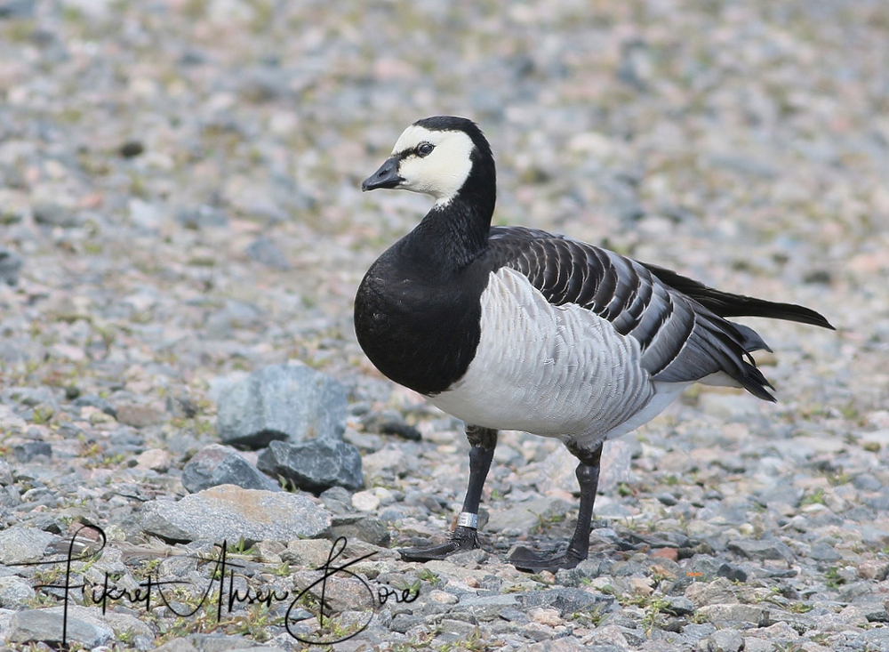 Barnacle Goose