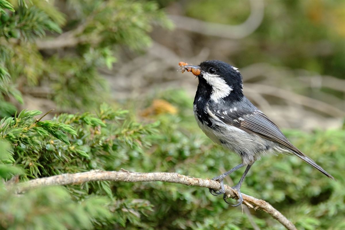 Coal Tit