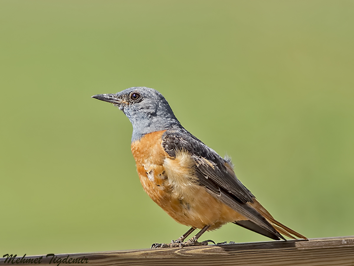 Common Rock Thrush
