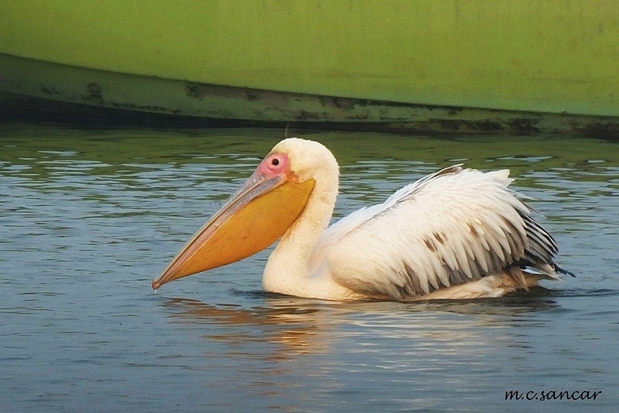 Ak Pelikan