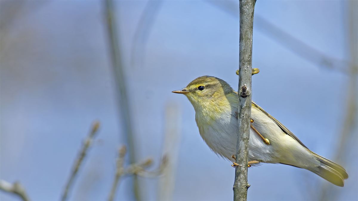 Willow Warbler