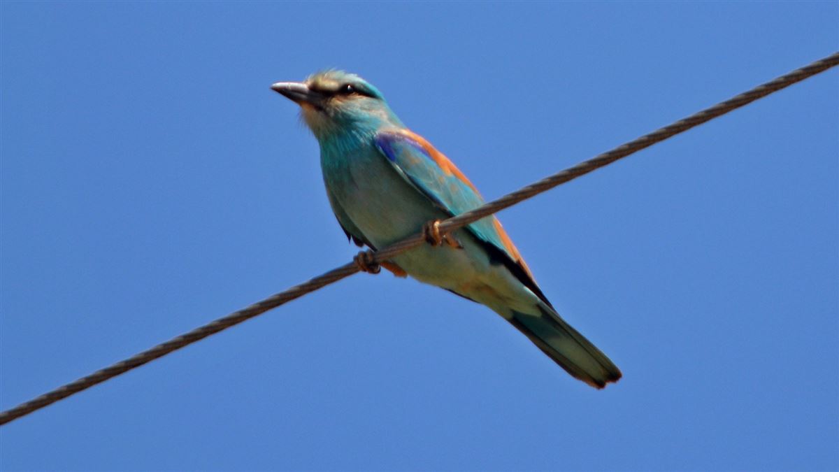 European Roller