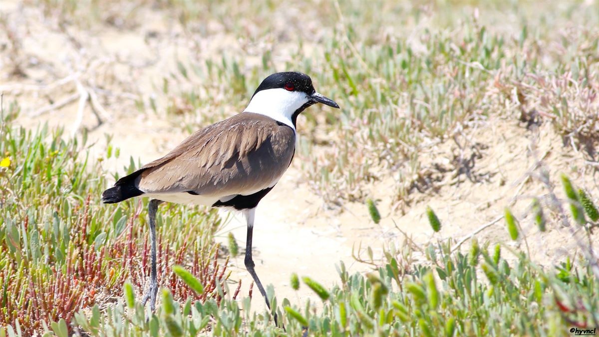 Spur-winged Lapwing