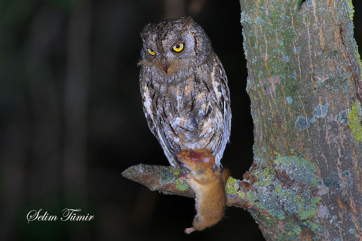Eurasian Scops Owl
