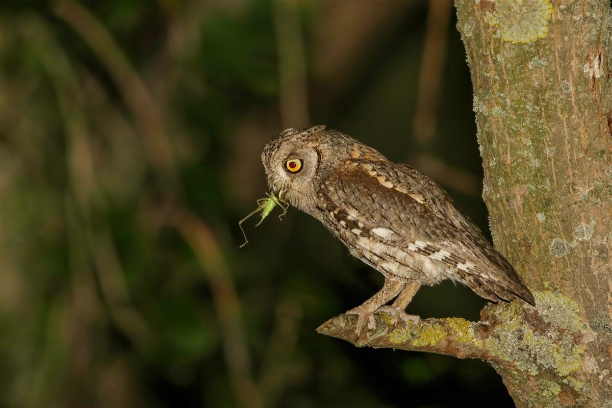 Eurasian Scops Owl