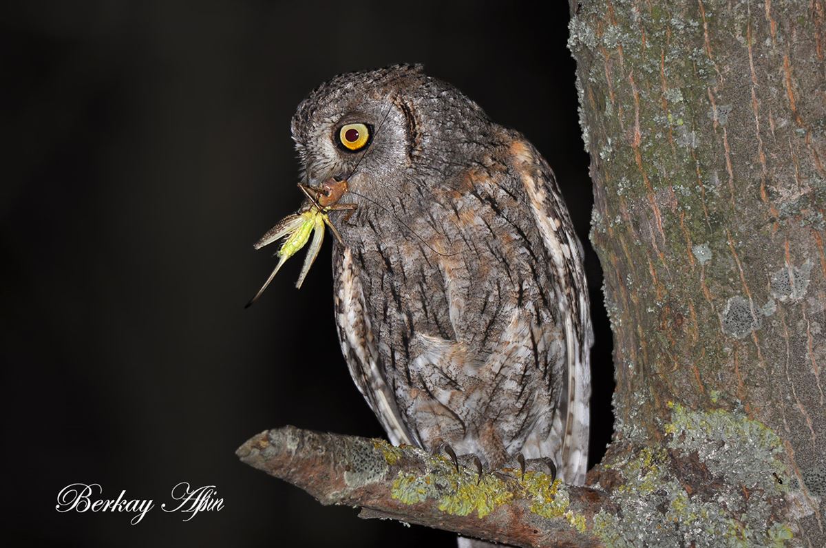 Eurasian Scops Owl