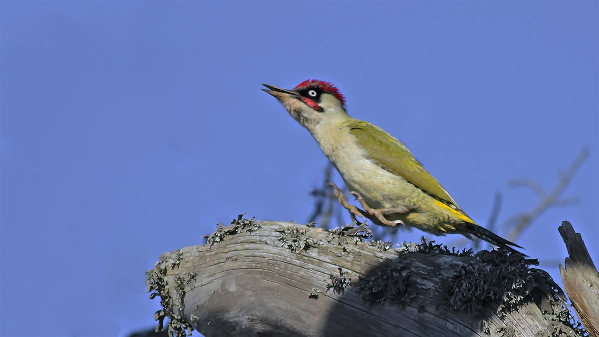 European Green Woodpecker