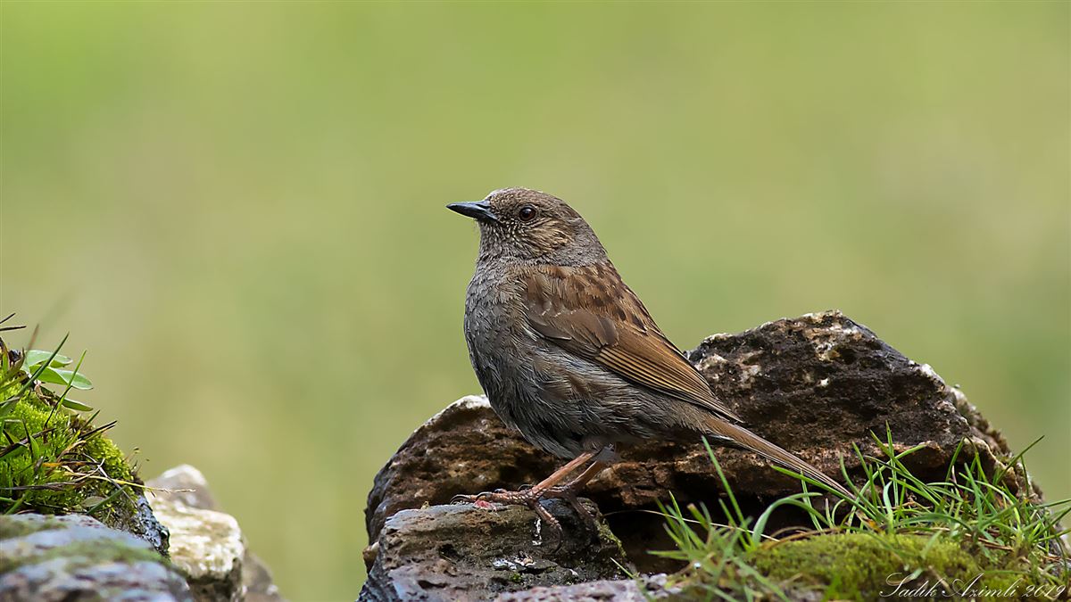 Dunnock