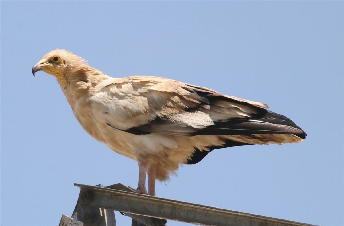 Küçük Akbaba