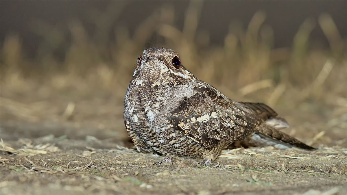 European Nightjar
