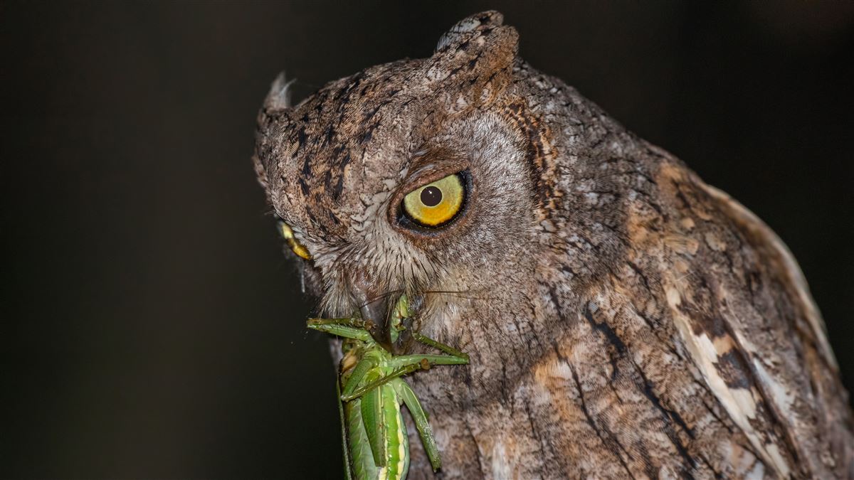 Eurasian Scops Owl