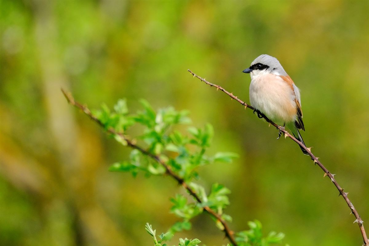 Red-backed Shrike