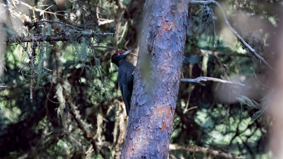 Black Woodpecker
