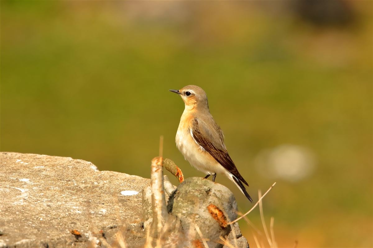 Northern Wheatear