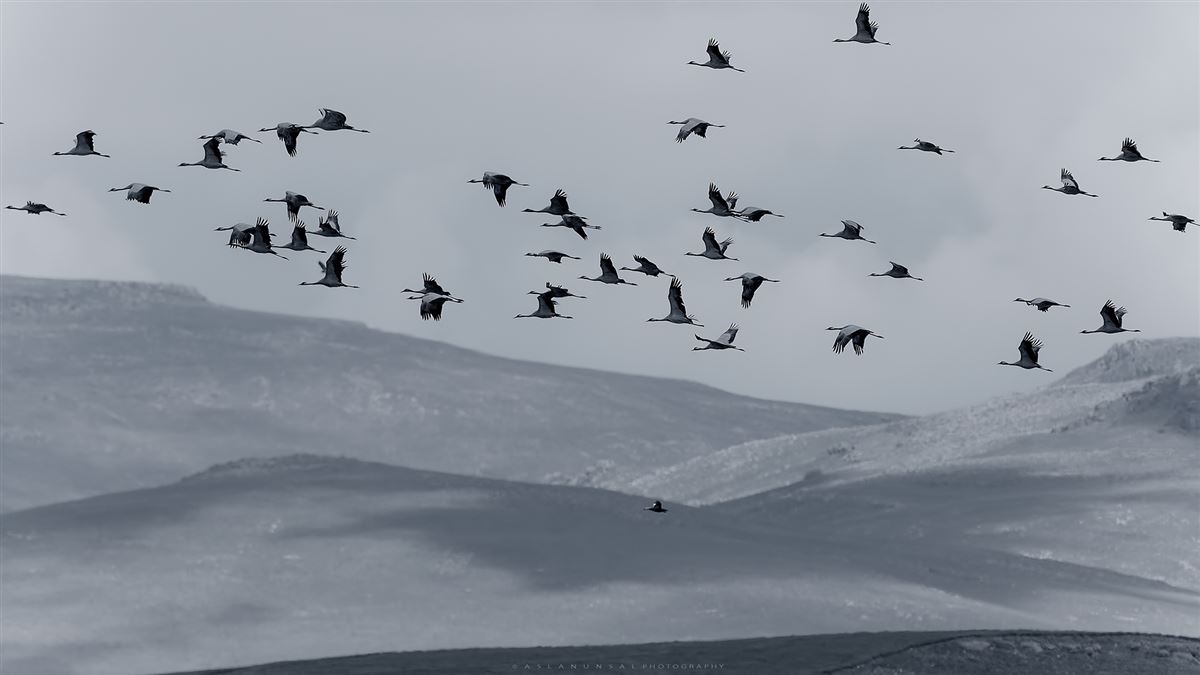 Demoiselle Crane