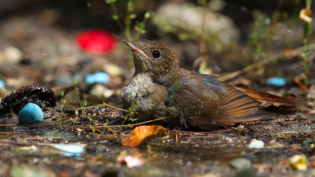 Common Nightingale
