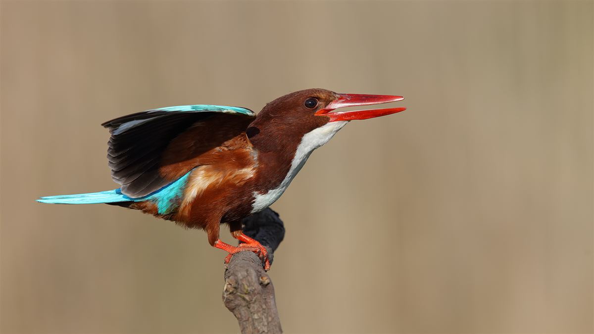 White-throated Kingfisher