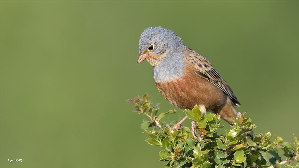 Cretzschmar`s Bunting
